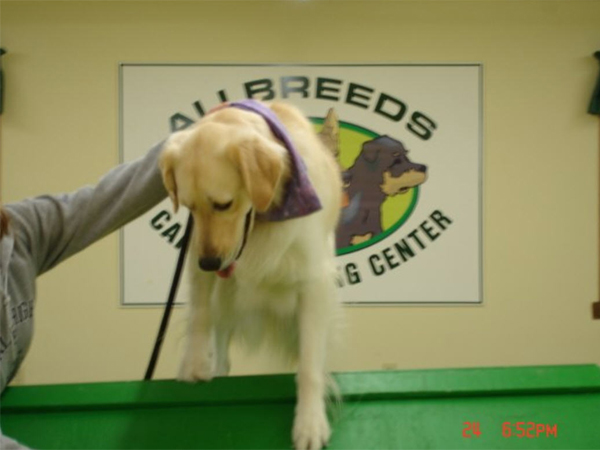 Pelham, NH Dog Agility Training