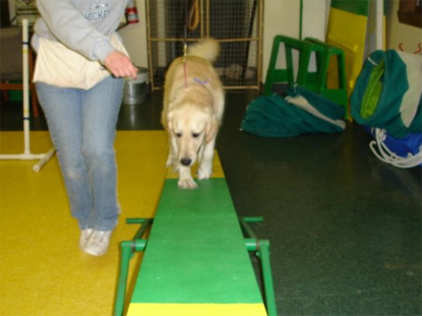 Pelham, NH Dog Agility Training