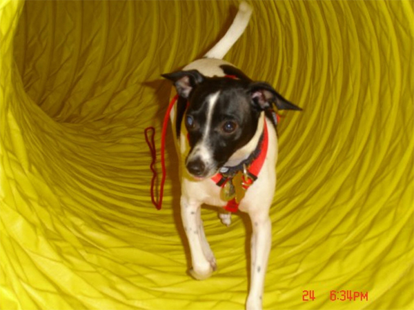 Pelham, NH Dog Agility Training