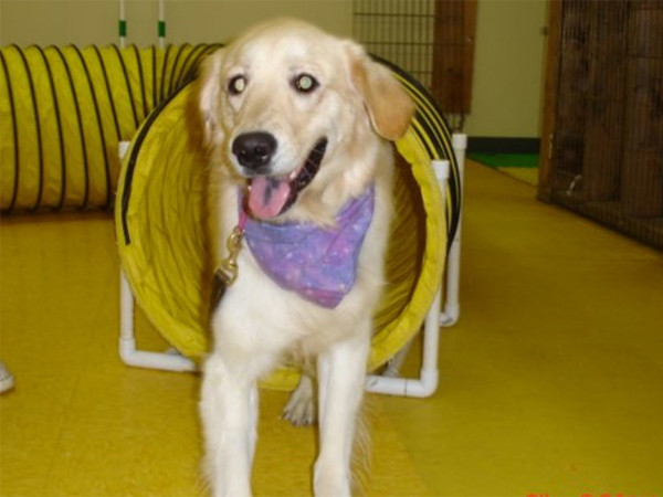 Pelham, NH Dog Agility Training