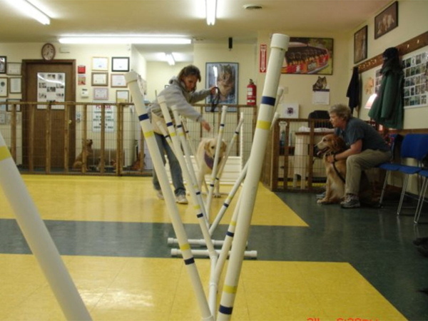 Pelham, NH Dog Agility Training