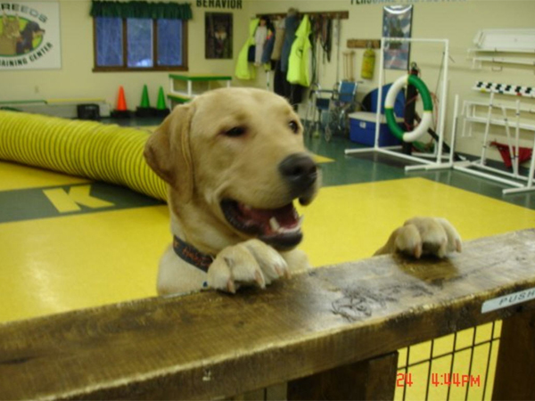 Pelham, NH Doggy Daycare