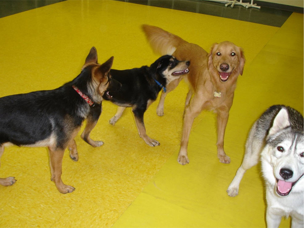 Pelham, NH Doggy Daycare