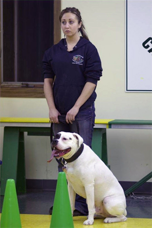 Pelham, NH Dog Personal Protection Training