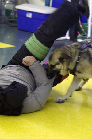 Pelham, NH Dog Personal Protection Training